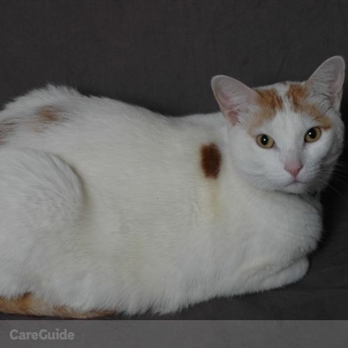 Pet Care Job My Cat B's Profile Picture
