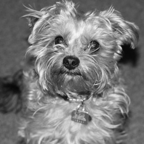 Pet Care Job Steve V's Profile Picture