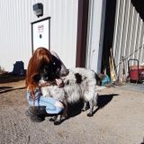 Australian animal lover in search of pets to pat and love!