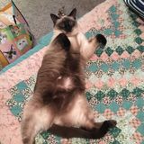 Excellent pet sitter/major lover