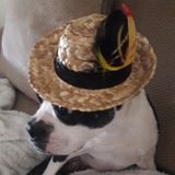 Experienced Pet Sitter and Veterinary Technician
