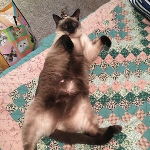 Pet Care Provider Tammy B's Profile Picture
