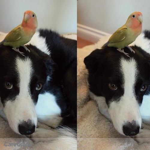 Pet Care Provider Nadine B's Profile Picture