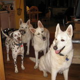 Great House Sitting Provider in Hampton Bays