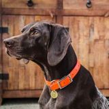 Hello my name is Beth I am a huge animal lover. I would love to help people out with their fur babies when they need it.