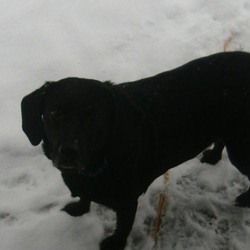 Pet Care Job Bonnie R's Profile Picture