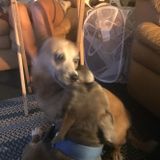 Capable Pet Care Provider Available Immediately