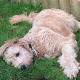 Dog Sitter for Goldendoodle