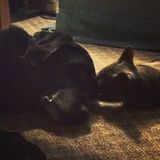 Skillful Petsitter in Georgetown, Ontario