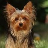 Careful House and Petsitter Wanted