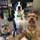 Consistent Pet Sitting Available