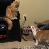 Ziggy and Sushi cats