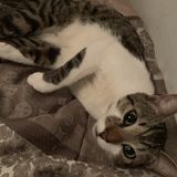 Hello? Im iesha and if your looking for a pet sitter I am all for it I love animals and I Cant wait to pet sit yours.