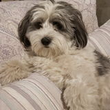 Hi there..my name Is Niki. Love animals. I'm very flexible..not currently working . Available for walking feeding sitting.