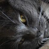 Hey everyone i am an adult lots of pet sitting experience looking for some pet sitting jobs in and around the New London area