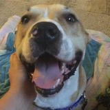 Looking for a pet sitter to be a part of Henrys team