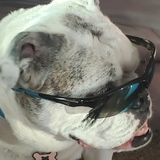 Dog Walking Offered in San Clemente