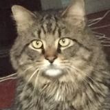 Available: Caring Pet Sitter in Chambersburg, Pennsylvania