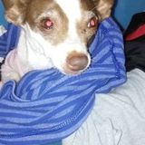Kissimmee Petsitter Looking For Being Hired in the Florida zip code area 34759