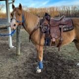 Disciplined Animal Lover in South Western Ohio