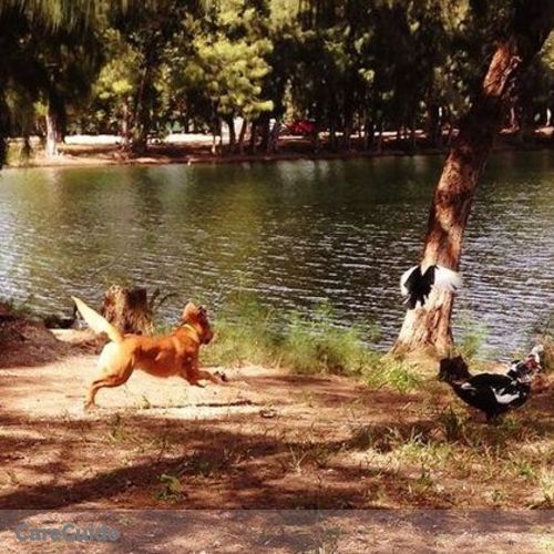 Pet Care Provider Lizzet T's Profile Picture