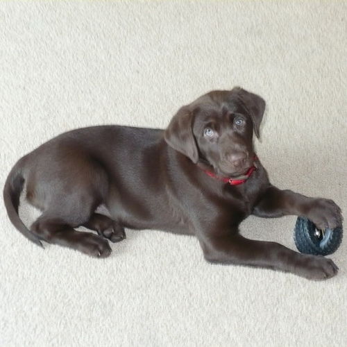 Pet Care Job Dana Blanchard's Profile Picture