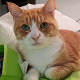 Hoping to Connect with a Trustworthy Cat Sitter