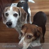 Seasoned Walker for Spoiled Beagles