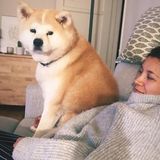 Pet sitter