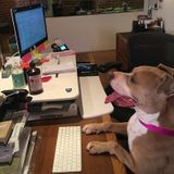 Available For Los Angeles Dog Caretaker Opportunity