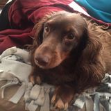 Skilled Pet Care Provider