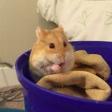 Overnight pet sitter: small hamster