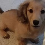 Fun dog sitter ready to spoil your baby!