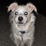 Available: Honest Pet Supervisor in Springfield, Illinois