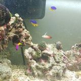 Fish Feeding in Bowness