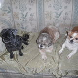 To be a great animal care provider
