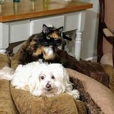 Caring House Sitting Provider Wanted for various trips throughout the year.