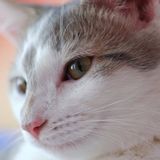 Needed: Pet sitter