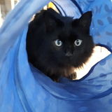 Great cat and quiet spacious house for weekends.