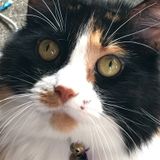 Looking for care for our family of 7 cats