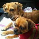 Beauty & The Leash...Your best friend's SECOND best friend!