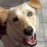 Consistent dog sitter in Oshawa