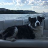 Available: Polite Pet Sitter in Saratoga Springs, New York with enough love for all types of pets