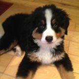 Compassionate Dog and Cat Sitting Professional in Berlin, Connecticut