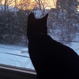 Nurturing and Reliable Cat Sitter