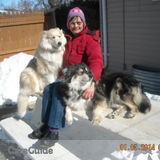 Sandy Gebhart Dog Lover. Also I have to Siberian Husky's.