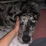 Loma Linda Pet Sitter, Id love to spend time with your furry friend
