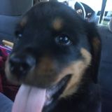 I love animals, animals love me