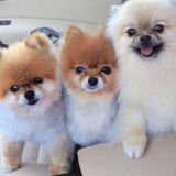 Experienced Pet Sitting Available