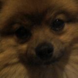 Looking for part time daycare for my 2 1/2 year old Pomeranian